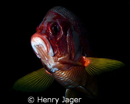 "Red Grouper" Taken at the Maldives with Olympus E-3, mac... by Henry Jager 