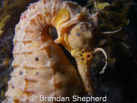 This beautiful Big Bellied Seahorse was happy to let me g... by Brendan Shepherd 