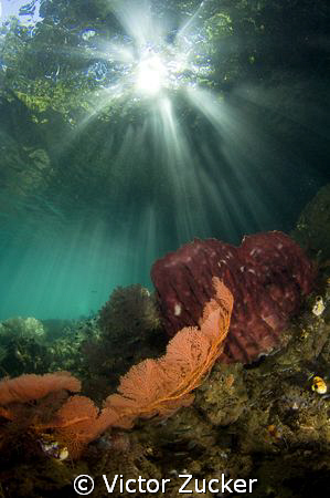 sun beams by Victor Zucker 
