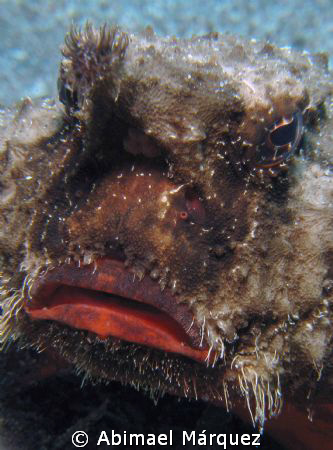 Batfish, Saba Island. by Abimael Márquez 
