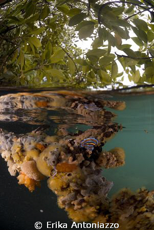 Colourful sponges growing on the roots of the mangrove tr... by Erika Antoniazzo 