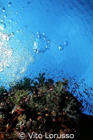 Reef by Vito Lorusso 
