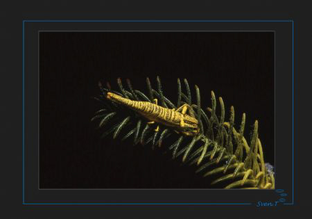 Crinoid Shrimp (Periclimenes amboinensis) by Sven Tramaux 