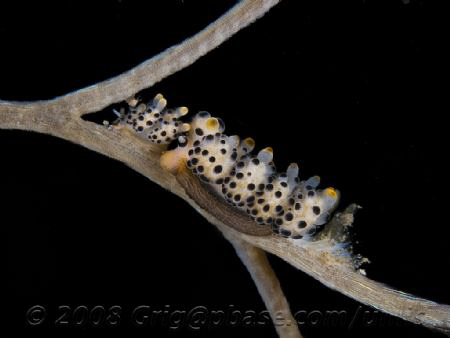 Rare species, in Puri Jati. by Gregory Sin 