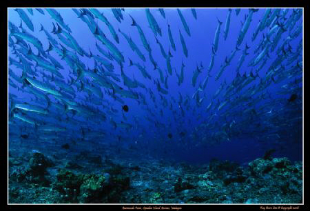 Taken in very strong current. I took 2 shots before my st... by Kay Burn Lim 