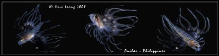 Juv Lionfish Series by Eric Leong 