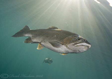 Trout. Capernwray. D200, 10.5mm. by Derek Haslam 