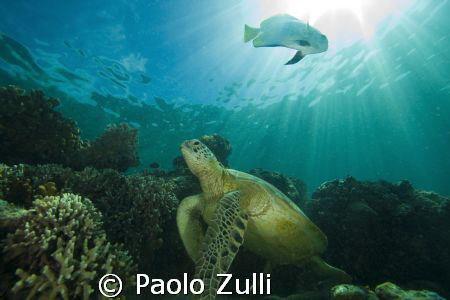 "raggi di luce"nel blu di sipadan.450 d+10-22 canon by Paolo Zulli 
