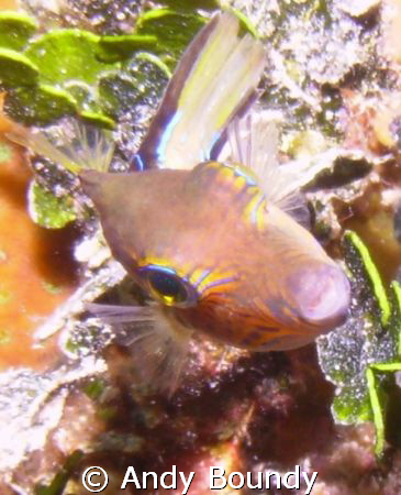 Sharp nose puffer - I find it hard to get these guys as t... by Andy Boundy 