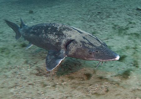 Sturgeon.
Capernwray, Dec 08.
10.5mm, x2 T/C. by Mark Thomas 