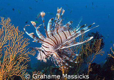 Found off Tioman Island, shot with my Olympus 5060 by Grahame Massicks 