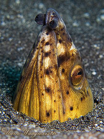 Snake eel (Ophichthus melanochir) in the sand - Crystal B... by Marco Waagmeester 