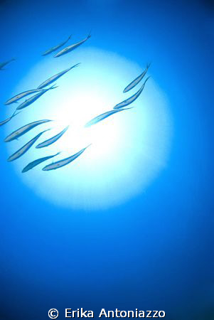 Rainbow Runners swimming in the sun above me. by Erika Antoniazzo 