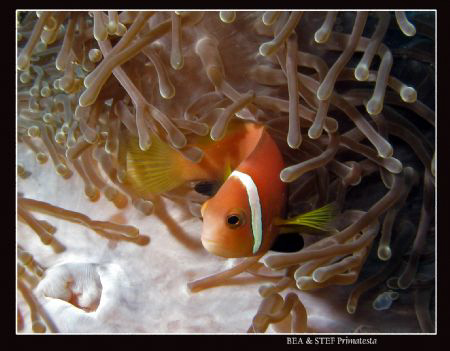 Clown fish (Amphiprion nigripes). Canon G9 & Inon D2000 s... by Bea & Stef Primatesta 