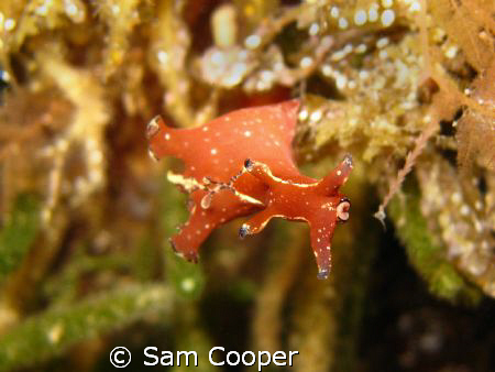 Taken on a night dive in Port Phillip Bay Victoria by Sam Cooper 