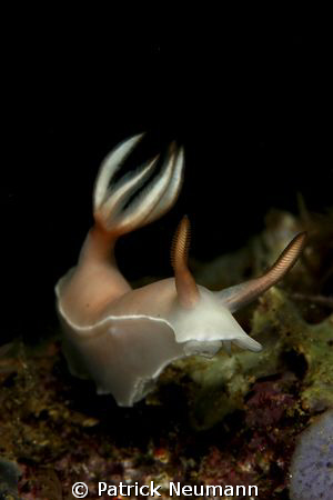 nudiiiii ... :-) by Patrick Neumann 