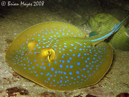 Blue-Spotted Ribbontail Ray (Taeniura lymma) inexplicably... by Brian Mayes 