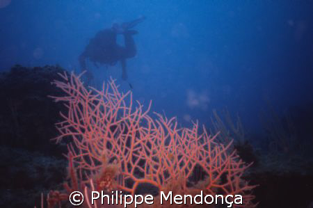 Underwater ambiance at Costa Brava by Philippe Mendonça 