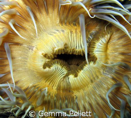 Anemone..Close up 
Canon G9 by Gemma Pellett 