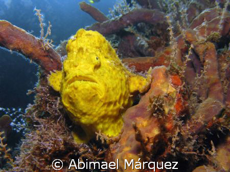Frogfish by Abimael Márquez 