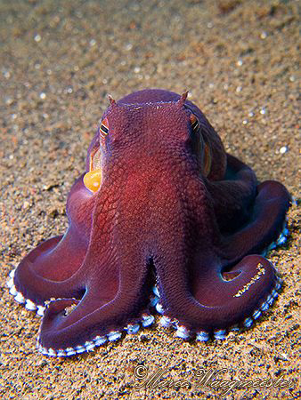 Octopus portrait (Octopus marginatus) - Puri Jati, Bali (... by Marco Waagmeester 