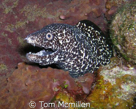 A nice spotted Moray eel at the base of a large Barrel sp... by Tom Mcmillen 
