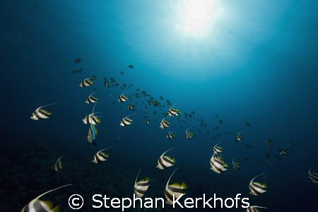 schooling bannerfish (heniochus diphreutes) taken at ras ... by Stephan Kerkhofs 