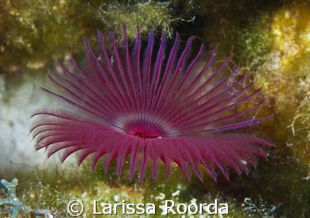 Pretty in Pink by Larissa Roorda 