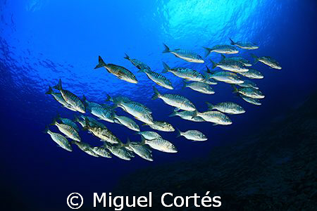 School. by Miguel Cortés 
