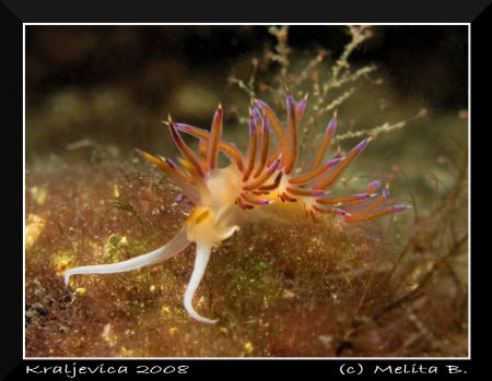 nudi taken on 10m depth, Kraljevica / 1/500s, f8, inon st... by Melita Bubek 