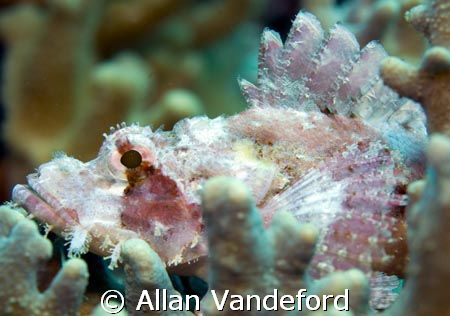 Detail image of the Papuan Scorpionfish.  Several were ob... by Allan Vandeford 