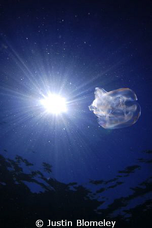 This is image was taken on the Great Barrier Reef, Austra... by Justin Blomeley 