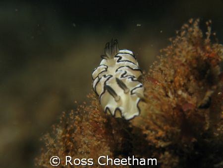 Found at swansea NSW AUS in about 5 m of water 1/60 f8 by Ross Cheetham 