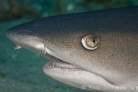 Carefule, that strobe's getting awful close to my head!  ... by Ross Gudgeon 