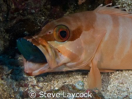 red tooth trigger fish by Steve Laycock 