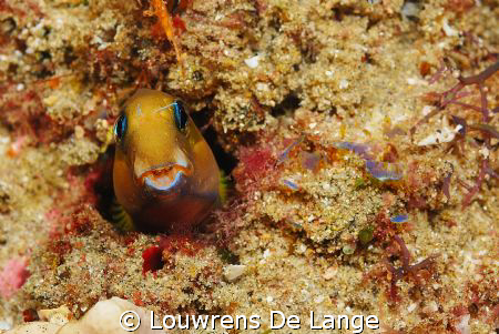 Face on of orange blenny by Louwrens De Lange 