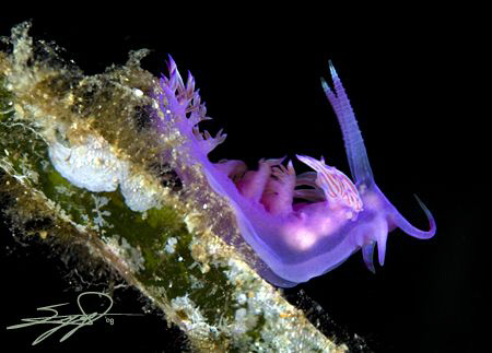Roller Coaster for nudis !!!
how said that nudis don't h... by Nicholas Samaras 