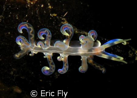 Nudibranch with wild colors shot in Lembeh Strait by Eric Fly 
