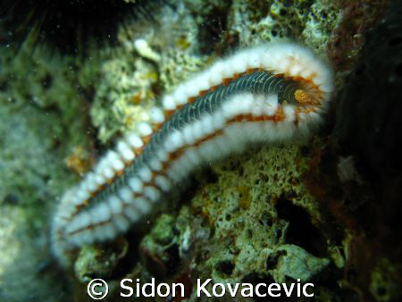 from korcula... by Sidon Kovacevic 