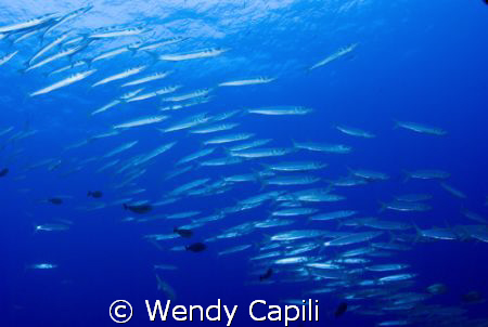 School of barracudas at Ngerchong outside by Wendy Capili 