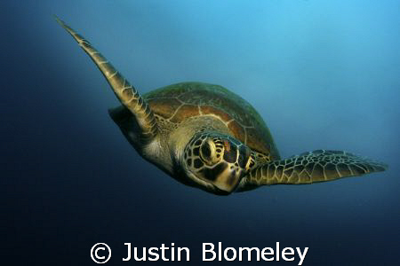 Taken whilst diving in the Coral Sea @ Lighthouse Bombie, by Justin Blomeley 