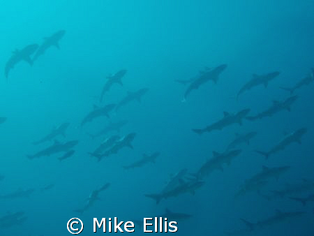 schooling reef sharks, Nassua, Bahamas by Mike Ellis 
