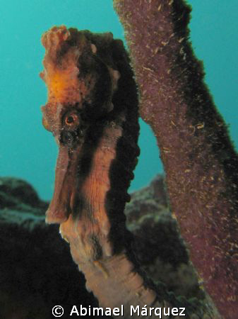 Seahorse, Crash Boat Pier, Aguadilla, P.R. by Abimael Márquez 