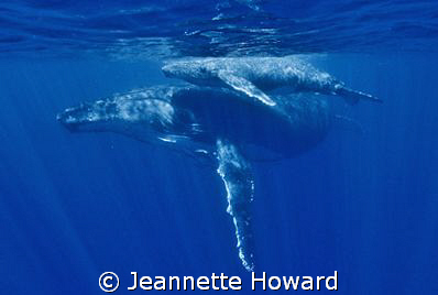 Mother and new born calf in Tonga off Vava'u, no strobes ... by Jeannette Howard 