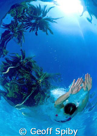 TROPICAL DIVING by Geoff Spiby 