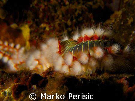 Bearded Fire Worm (hermodice carunculata) by Marko Perisic 