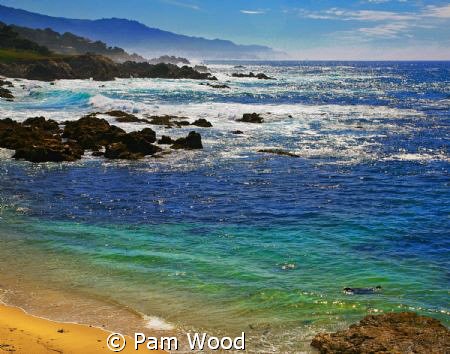 SEA LION AT CYPRESS PT. LOOKOUT
I found this beautiful o... by Pam Wood 