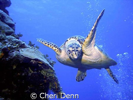 This turtle just loved playing with my bubbles.  I had th... by Cheri Denn 