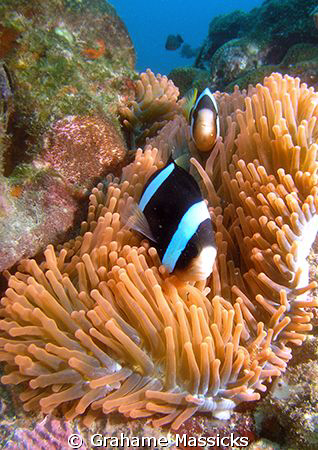 Found off Tioman Island, Malaysia.  Shot with my Olympus ... by Grahame Massicks 