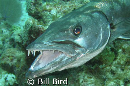 This was taken at Little Cayman. by Bill Bird 